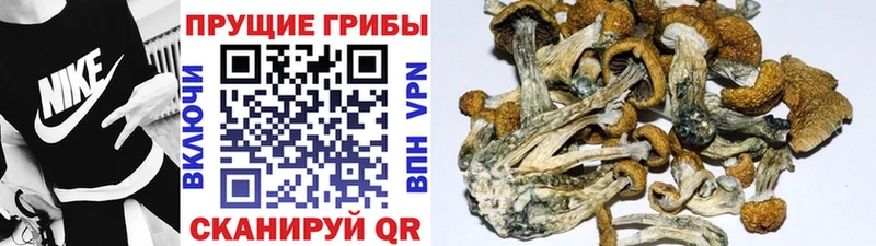 купить закладку  Тюкалинск  OMG ССЫЛКА  Галлюциногенные грибы Psilocybine cubensis 
